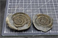 Ammonite From Germany, 7oz