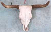 COW SKULL WITH HORNS