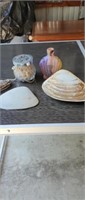 Shells & Ocean Decor