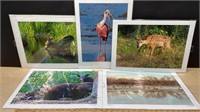 5 Wildlife Prints by David Krughoff (19" x 13")
