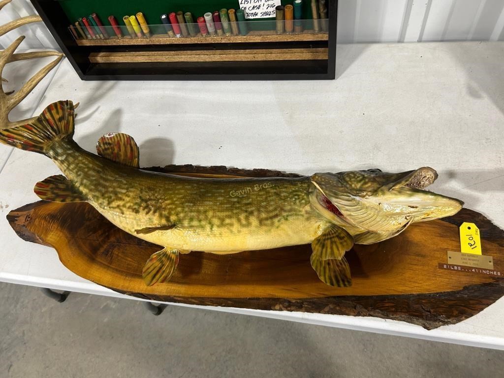 Lake Mendota Northern Pike 21 LBS 41 Inches