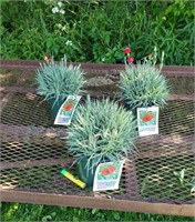 3 Perennial Red Dianthus