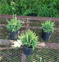 3 Dwarf Nest Spruce Hedgehog Plants