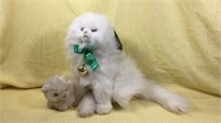 Set up to Persian cat stuffed animals when stands