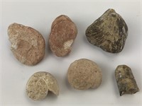 (6) Random Fossilized Shells