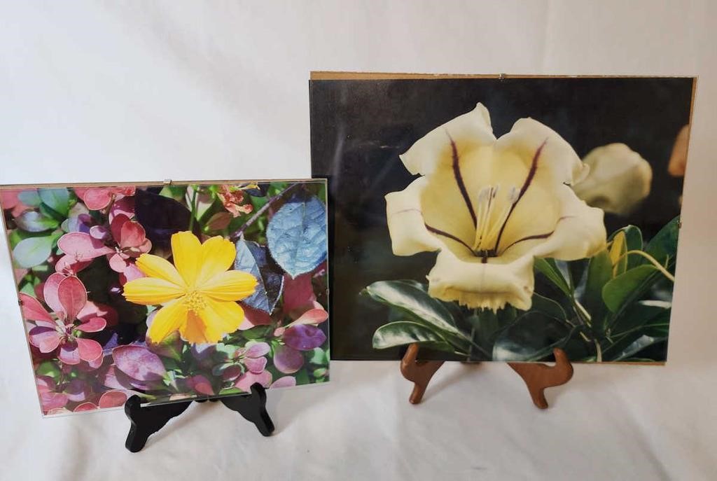 Lot Of 8 Beautiful Floral Photography Pictures