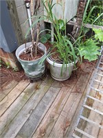 Potted Plants