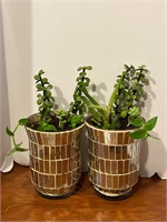 Two Live Succulents in Mirrored Vases 11” Tall