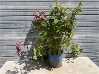 Bloom Struck Hydrangea Plant