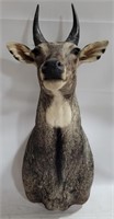 Nilgai Antelope Taxidermy Head Mount