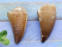 MOSASAUR TEETH ROCK STONE LAPIDARY SPECIMEN