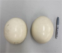 2 ostrich egg shells