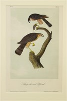 Audubon 1856 Octavo Edition "Sharp Shinned Hawk"