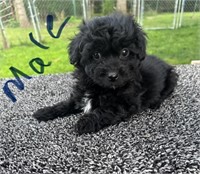 MALE SHIH POO PUP . NO PAPERS. BORN 4/20/24