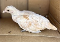 Pair-Chamois Sebright Bantams-2024 hatch