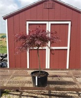 Red Dragon Japanese Red Weeping Maple Tree
