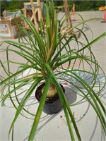 Small Ponytail Palm