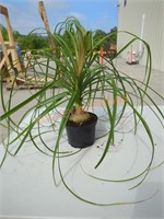 Small Ponytail Palm