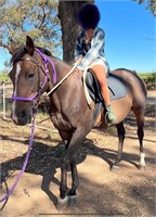 (VIC) CHLOE - THOROUGHBRED MARE