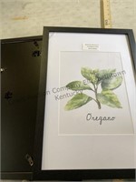 Three pictures of Oregano and frame. The pictures