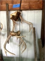 2 Deer Antlers