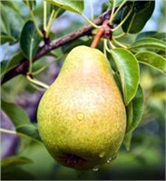 (110) 1/4" Bartlett Pear Trees on PYRO™2-33