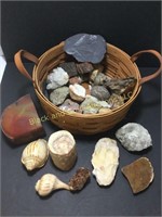Fossil, Shell, & Rock Collection