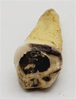 (PQ) Tooth with Dental Gold (3.0 grams)