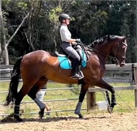 (NSW) RENATO - WARMBLOOD X TB GELDING