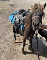 Gelding-Miniature Horse-"Mario" Broke to ride