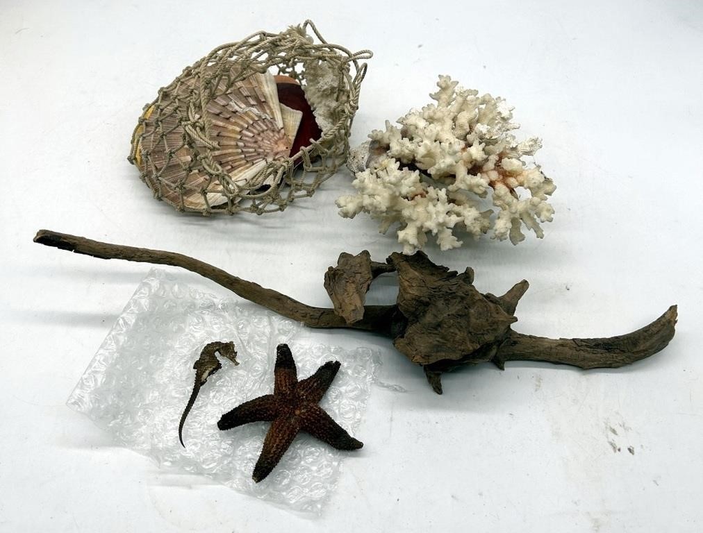 Natural Seashells, Seahorse, Starfish, Driftwood S