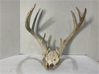 11 POINT DEER DEAD HEAD