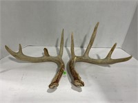 10 POINT DEER SHED ANTLERS