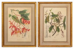 After Nooten Botanical Lithographs in Colors, Pair