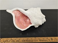 Large Decorative Seashell