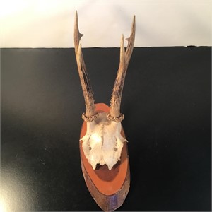 MOUNTED ANTLERS