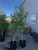 2 White Paper Birch Trees - Each x2 - Strathmore