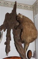 Porcupine full body mount on wood