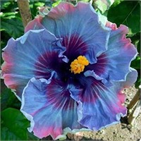 30+ Seeds- Hibiscus-Fairy Dust Blue-Huge 10"+Bloom