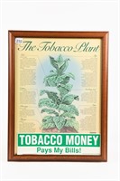 FRAMED TOBACCO PLANT INFORMATION POSTER