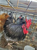 Mixed Banty Rooster * 5 Months Old