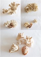 Collection of Coral and Sea Shells