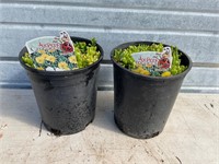 2 - Yellow Ice Plants