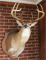 Deer Head Mount - 39" x 24"