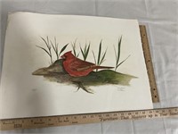 Cardinal lithograph