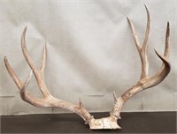 Nice 4 Point Mule Deer Rack. 22" Wide