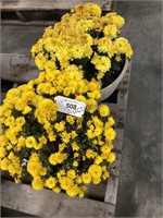 Pair of mum plants--yellow