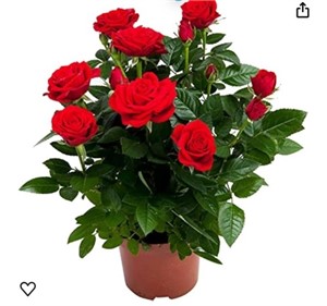 Rose Seedlings "Carola",Bright Red Rose