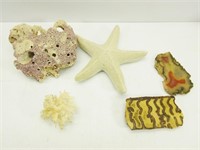 Starfish & Coral