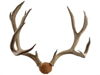 Vintage 15 Point Deer Antler Taxidermy Mount